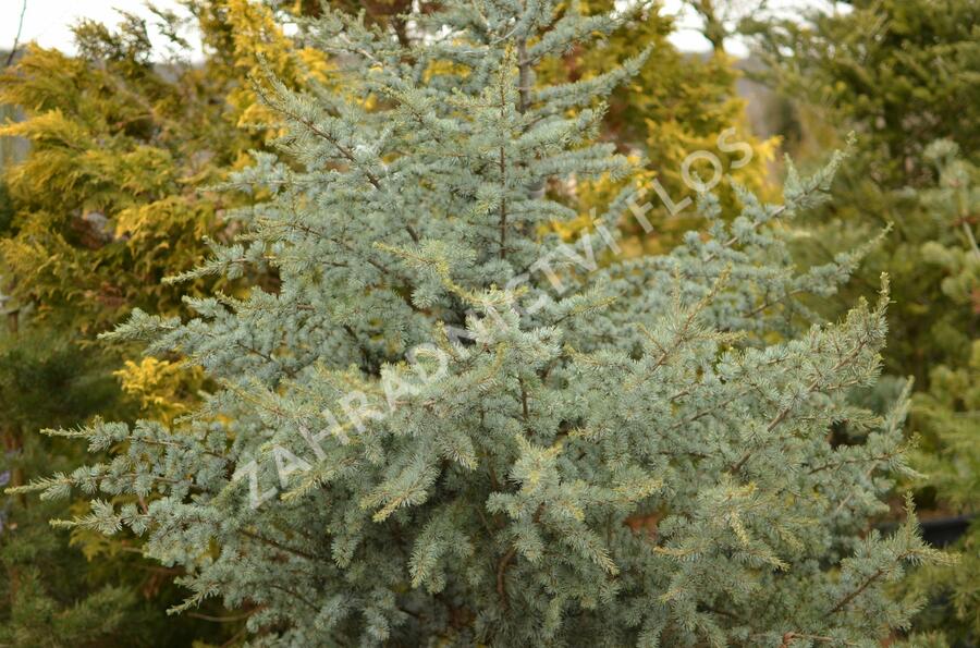 Cedr atlaský 'Glauca' - Cedrus atlantica 'Glauca'