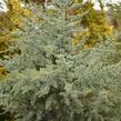 Cedr atlaský 'Glauca' - Cedrus atlantica 'Glauca'