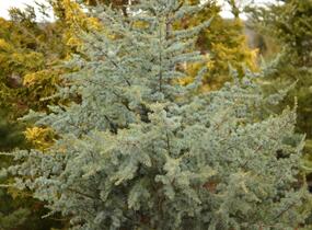 Cedr atlaský 'Glauca' - Cedrus atlantica 'Glauca'