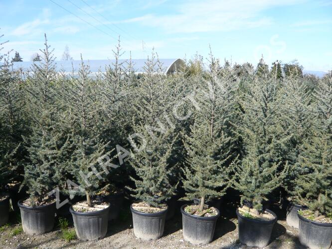 Cedr atlaský 'Glauca' - Cedrus atlantica 'Glauca'