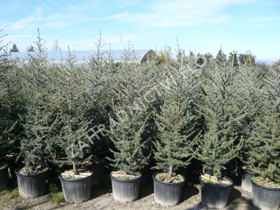 Cedr atlaský 'Glauca' - Cedrus atlantica 'Glauca'