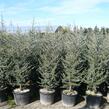 Cedr atlaský 'Glauca' - Cedrus atlantica 'Glauca'