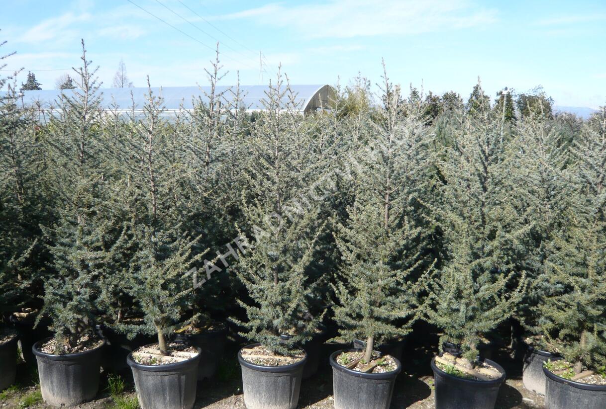 Cedr atlaský 'Glauca' - Cedrus atlantica 'Glauca'