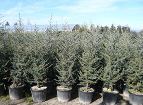 Cedr atlaský 'Glauca' - Cedrus atlantica 'Glauca'
