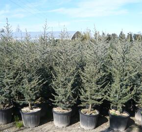 Cedr atlaský 'Glauca'