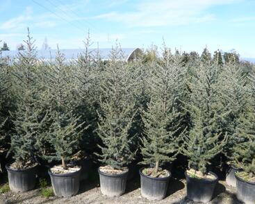 Cedr atlaský 'Glauca'