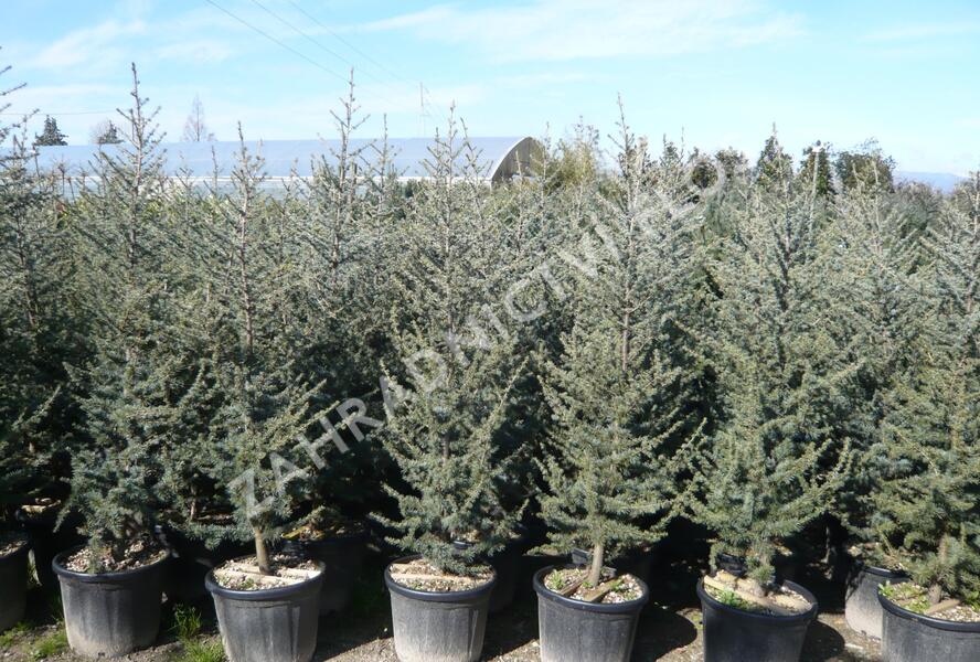 Cedr atlaský 'Glauca' - Cedrus atlantica 'Glauca'