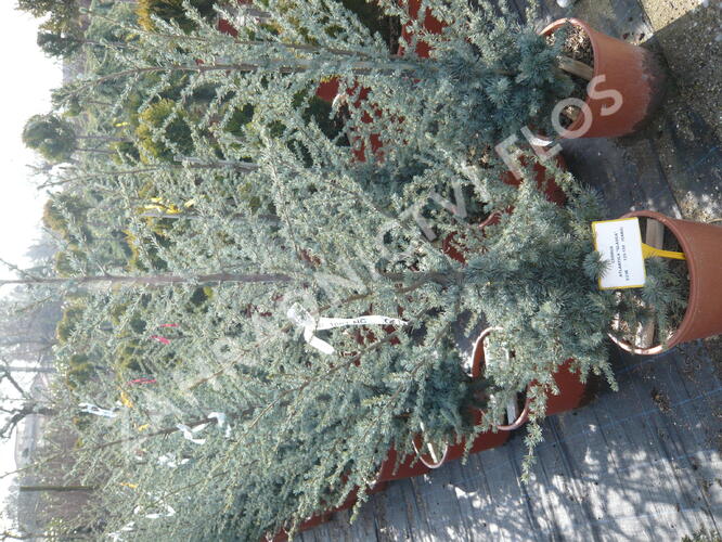 Cedr atlaský 'Glauca' - Cedrus atlantica 'Glauca'