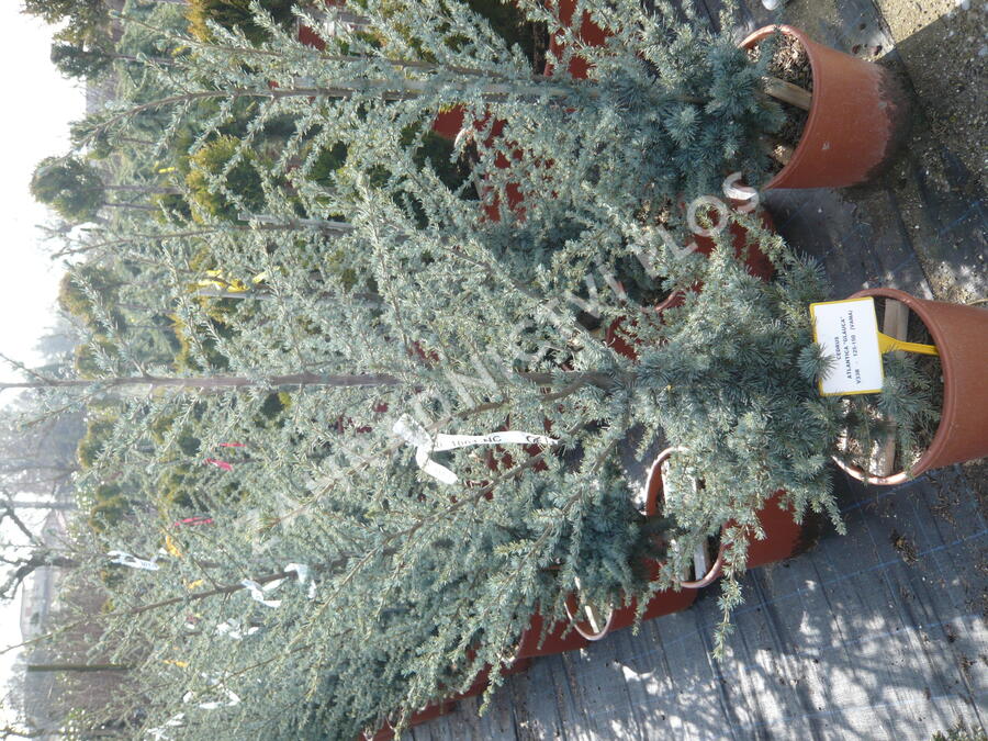 Cedr atlaský 'Glauca' - Cedrus atlantica 'Glauca'