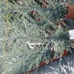 Cedr atlaský 'Glauca' - Cedrus atlantica 'Glauca'