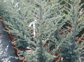Cedr atlaský 'Glauca' - Cedrus atlantica 'Glauca'