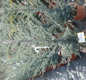 Cedr atlaský 'Glauca' - Cedrus atlantica 'Glauca'