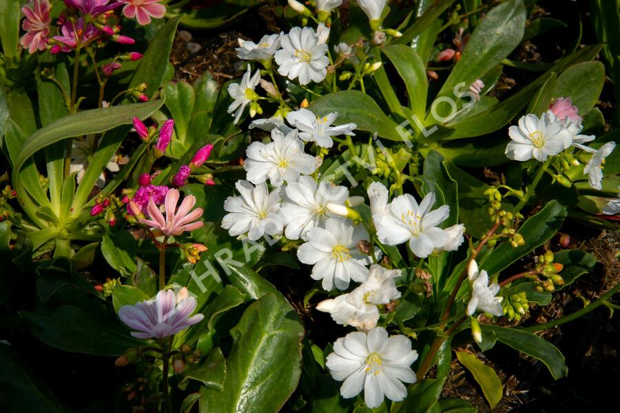 Levisie 'Elise Mix' - Lewisia x cotyledon 'Elise Mix'