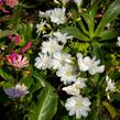 Levisie 'Elise Mix' - Lewisia x cotyledon 'Elise Mix'