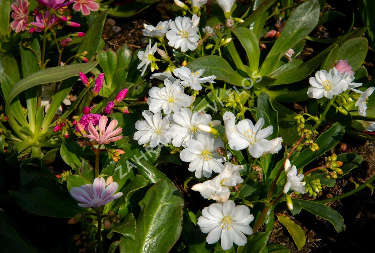 Levisie 'Elise Mix' - Lewisia x cotyledon 'Elise Mix'
