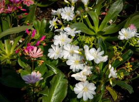 Levisie 'Elise Mix' - Lewisia x cotyledon 'Elise Mix'