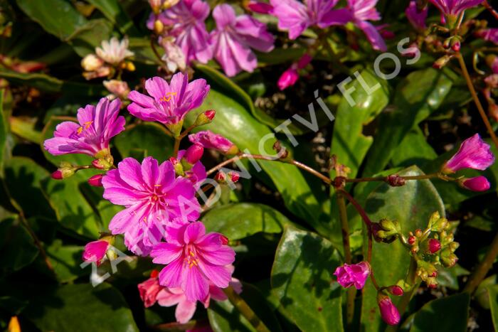 Levisie 'Elise Mix' - Lewisia x cotyledon 'Elise Mix'