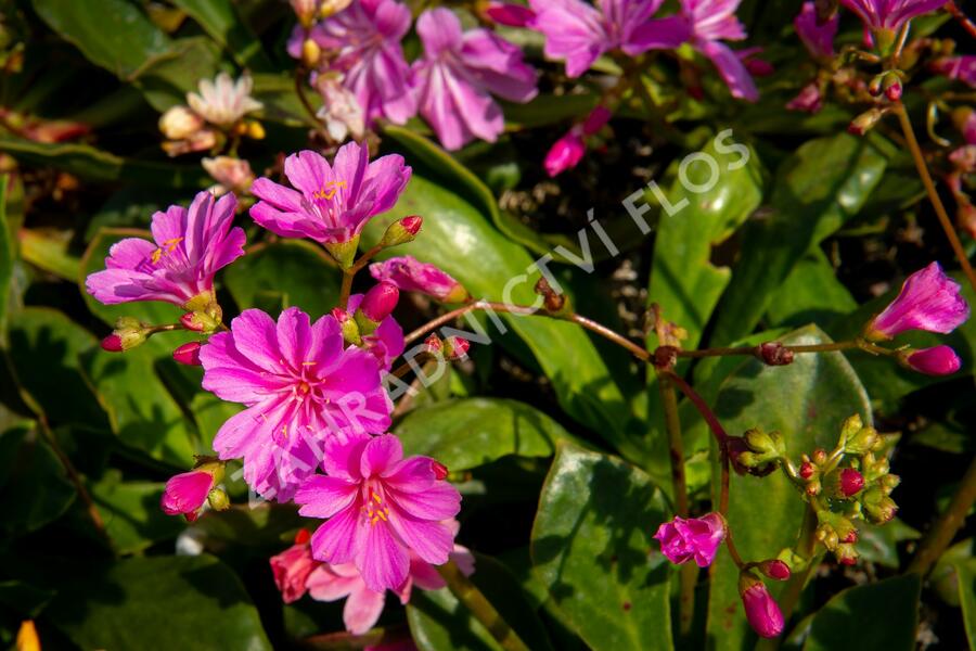Levisie 'Elise Mix' - Lewisia x cotyledon 'Elise Mix'