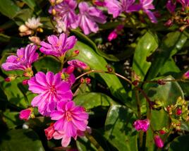 Levisie 'Elise Mix'