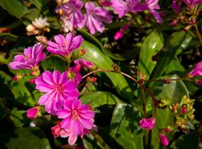 Levisie 'Elise Mix' - Lewisia x cotyledon 'Elise Mix'