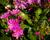Levisie 'Elise Mix'