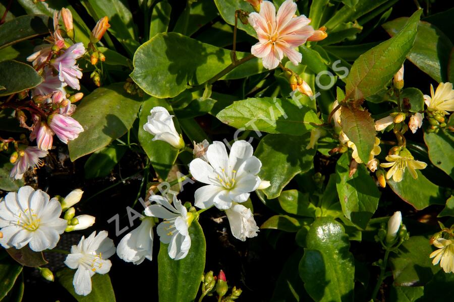 Levisie 'Elise Mix' - Lewisia x cotyledon 'Elise Mix'