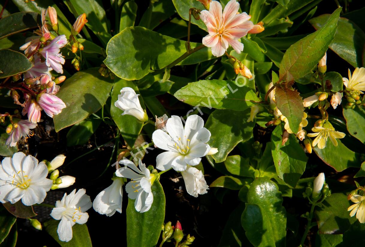 Levisie 'Elise Mix' - Lewisia x cotyledon 'Elise Mix'