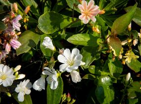 Levisie 'Elise Mix' - Lewisia x cotyledon 'Elise Mix'