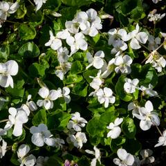 Violka 'Albiflora' - Viola sororia 'Albiflora'