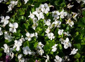 Violka 'Albiflora' - Viola sororia 'Albiflora'