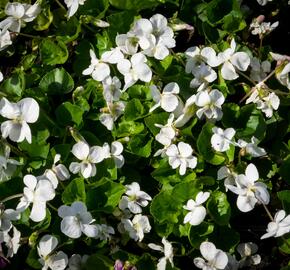 Violka 'Albiflora' - Viola sororia 'Albiflora'