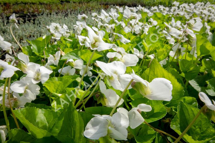 Violka 'Albiflora' - Viola sororia 'Albiflora'
