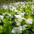 Violka 'Albiflora' - Viola sororia 'Albiflora'
