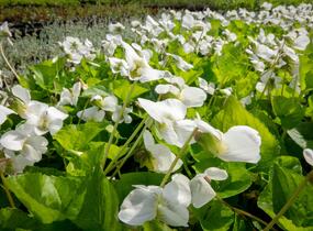 Violka 'Albiflora' - Viola sororia 'Albiflora'