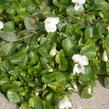 Violka 'Albiflora' - Viola sororia 'Albiflora'