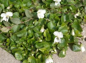 Violka 'Albiflora' - Viola sororia 'Albiflora'