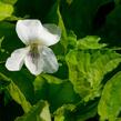Violka 'Albiflora' - Viola sororia 'Albiflora'