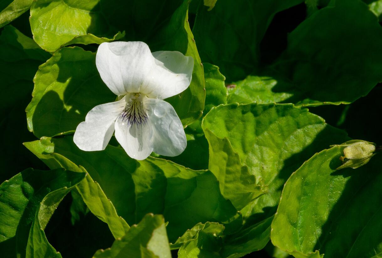 Violka 'Albiflora' - Viola sororia 'Albiflora'