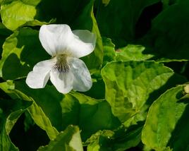 Violka 'Albiflora'