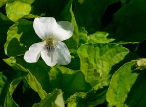 Violka 'Albiflora' - Viola sororia 'Albiflora'