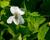 Violka 'Albiflora'