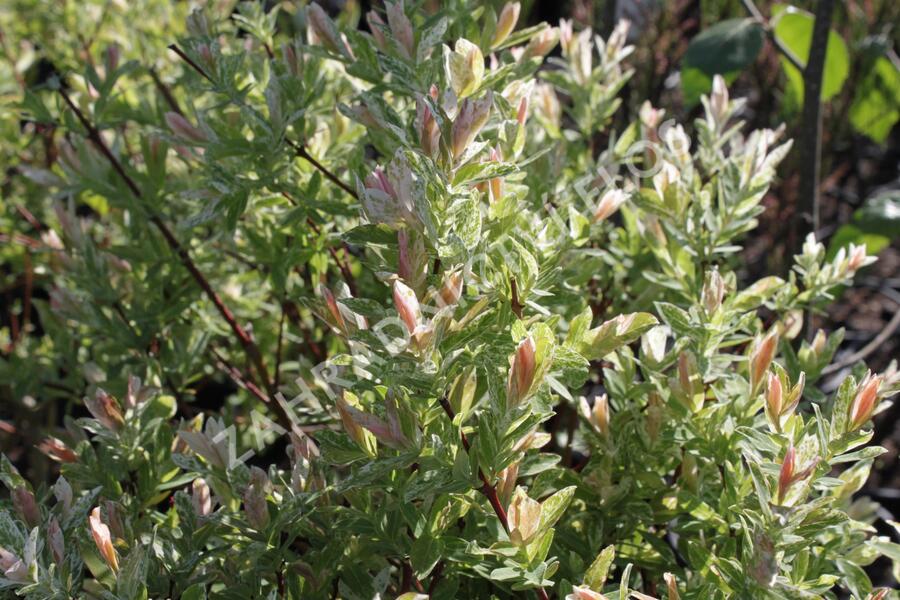 Vrba prostřední 'Hakuro Nishiki' - Salix integra 'Hakuro Nishiki'