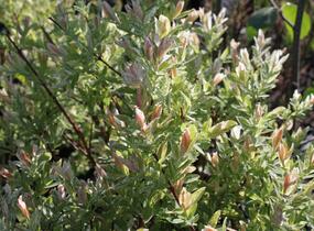 Vrba prostřední 'Hakuro Nishiki' - Salix integra 'Hakuro Nishiki'