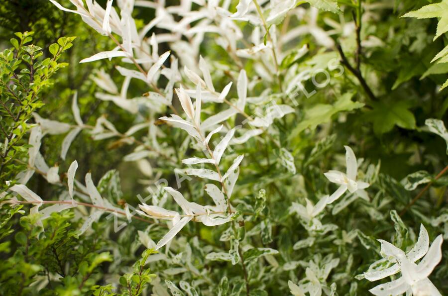 Vrba prostřední 'Hakuro Nishiki' - Salix integra 'Hakuro Nishiki'