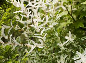 Vrba prostřední 'Hakuro Nishiki' - Salix integra 'Hakuro Nishiki'