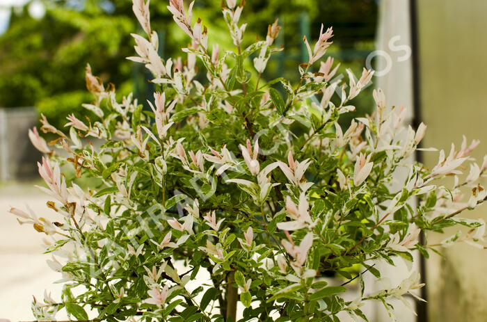 Vrba prostřední 'Hakuro Nishiki' - Salix integra 'Hakuro Nishiki'