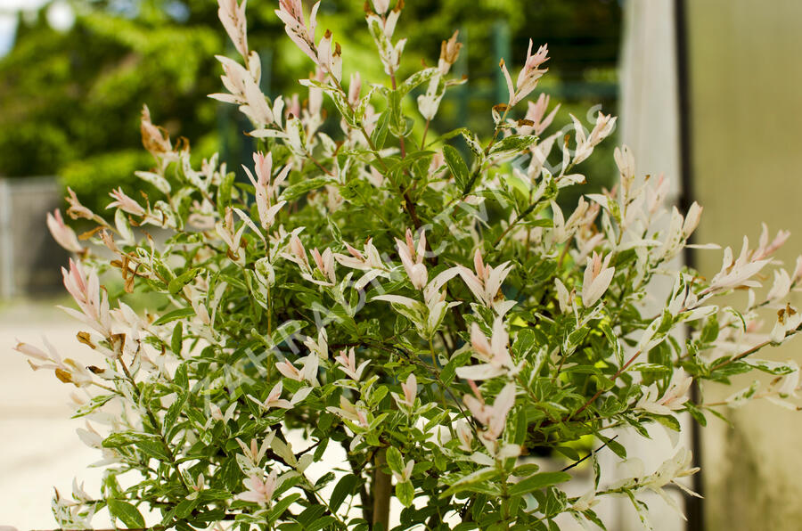 Vrba prostřední 'Hakuro Nishiki' - Salix integra 'Hakuro Nishiki'