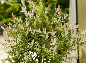 Vrba prostřední 'Hakuro Nishiki' - Salix integra 'Hakuro Nishiki'