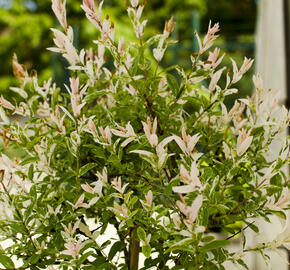 Vrba prostřední 'Hakuro Nishiki' - Salix integra 'Hakuro Nishiki'