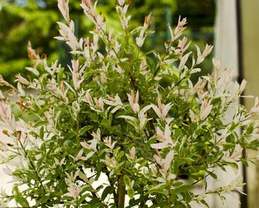 Vrba prostřední 'Hakuro Nishiki'